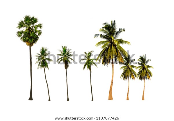 Set Palm Sugar Tree Coconuts Tree Nature Stock Image 1107077426,Buckwheat Pancakes
