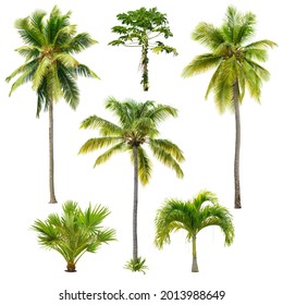 Set of palm trees isolated on white background. Cut out palm grove. Coconut tree. High quality image for professional composition.