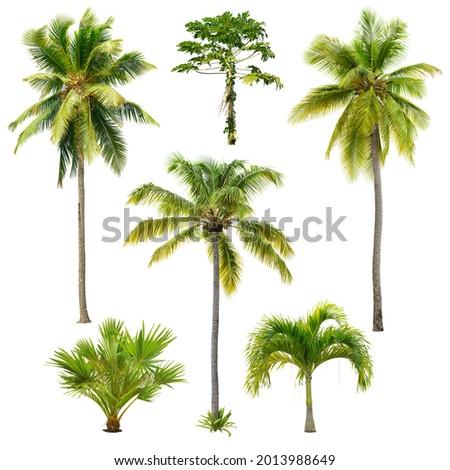 Set of palm trees isolated on white background. Cut out palm grove. Coconut tree. High quality image for professional composition.