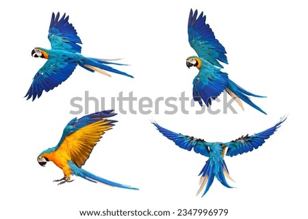 Set of Parrot flying isolated on white background. Blue and gold macaw
