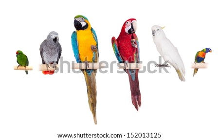 Set parrots and parakeets isolated on white