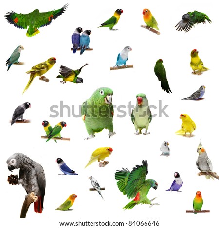 Set parrots and parakeets isolated on white