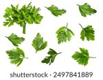 Set of parsley on empty background.