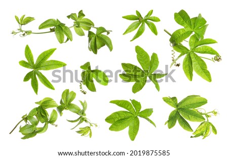 Set with Passiflora plant (passion fruit) leaves on white background