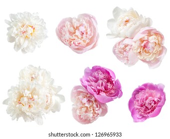 Set Of Peonies Flower Isolated On White Background