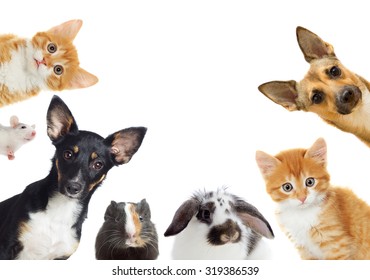 set of pet looking - Shutterstock ID 319386539