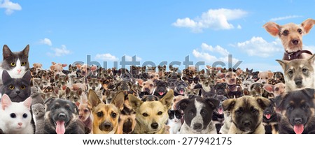 set of pet watching