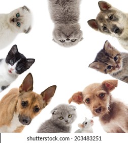 11,100 Pets collage Images, Stock Photos & Vectors | Shutterstock