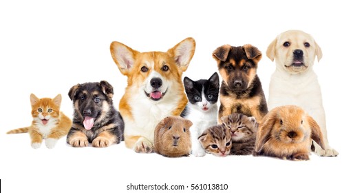 36,546 Group of pets together Images, Stock Photos & Vectors | Shutterstock