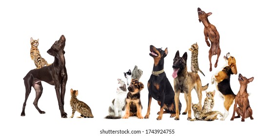 set of pets look up full length - Shutterstock ID 1743924755