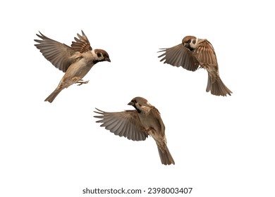 set of photos of birds sparrows flying on isolated white background - Powered by Shutterstock