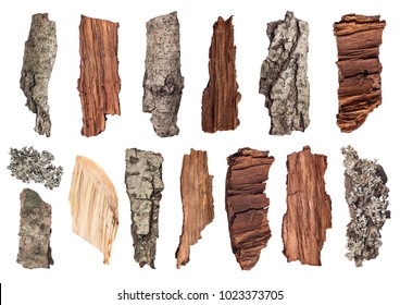 Set Of Pieces Of Wood, Bark And Moss On An Isolated Background