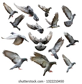 Set of pigeon in flight isolated on white background