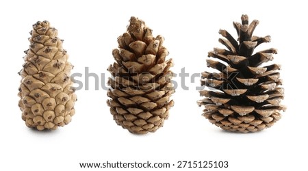 Set of pine cones isolated on white