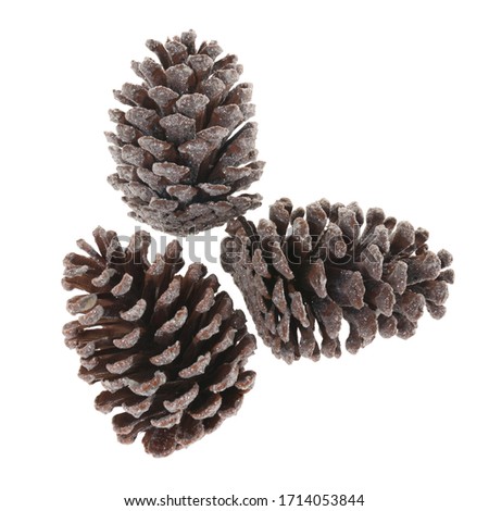 set of pine cones on a white background