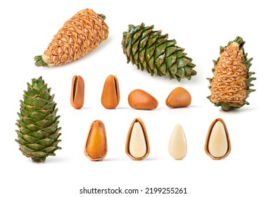 A Set Of Pine Nut And Pine Cones  Isolated On White Background