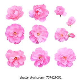 Set Of Pink Climbing Roses, Isolated On White Background With Clipping Path.