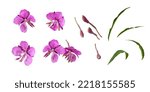 Set of pink epilobium flowers, buds and green leaves isolated on white