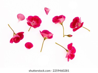 Set of pink flowers and geranium petals. Floral isolated design element, top view, flat lay.