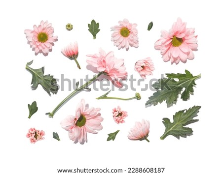 Set of pink gerbera flowers and leaves isolated on white background