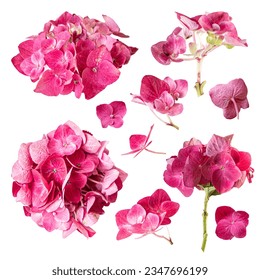Set of pink hydrangea isolated on white background.