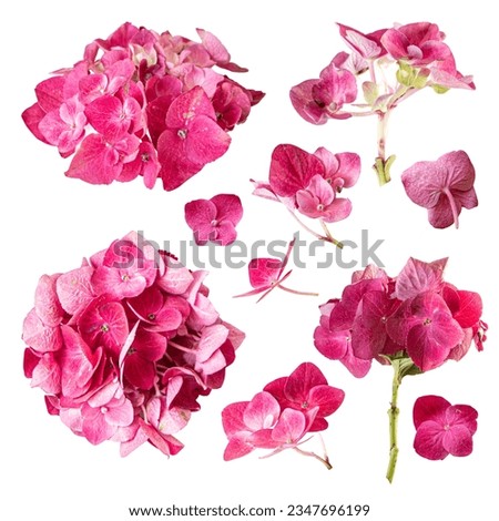Set of pink hydrangea isolated on white background.