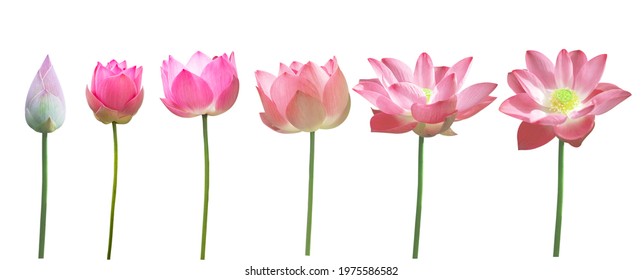 Set pink lotus isolated white background