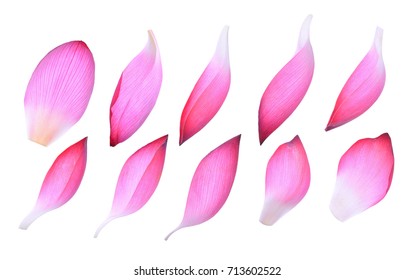 Set Of Pink Lotus Petal Isolated On White Background