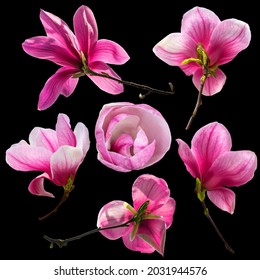 Set of pink magnolia flowers twig spring collection isolated on black background. Shallow depth. Soft toned. Floral springtime. Copy space. - Shutterstock ID 2031944576