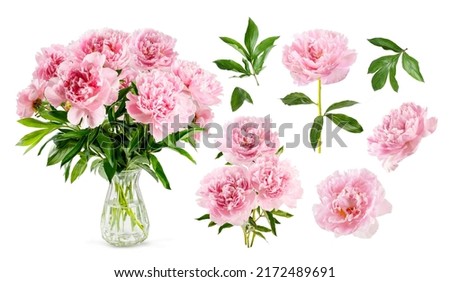 Set of pink peonies isolated on white. Pink flowers with leaves and bouquet of peonies. on white background