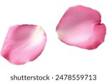 Set of pink peony petals