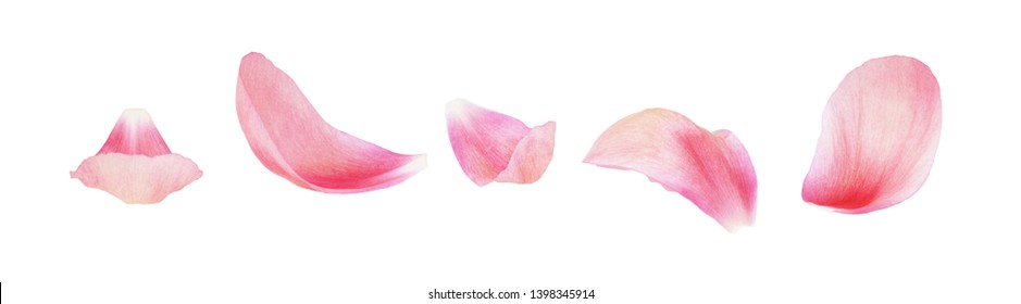 Set of pink peony petals isolated on white - Shutterstock ID 1398345914