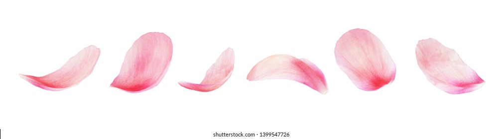 Set of pink peony petals isolated on white - Shutterstock ID 1399547726