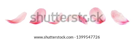 Set of pink peony petals isolated on white