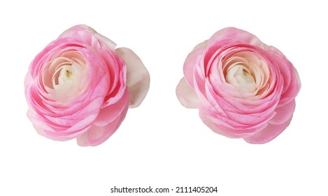 Set of pink ranunculus flowers isolated on white