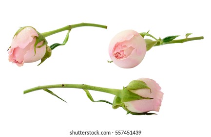 Set of pink rose flowers isolated on white - Shutterstock ID 557451439