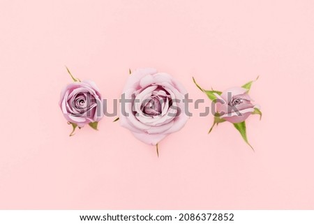 Set of pink rose flowers on pink background. Several pink rose flowers of different sizes