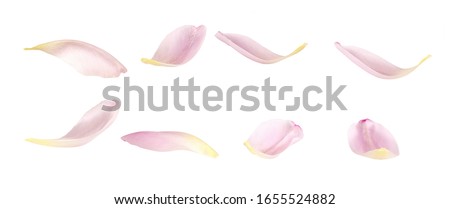 Set of pink tulip petals isolated on white