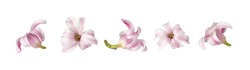 Set Of Pink And White Small Hyacinth Flowers Isolated On White