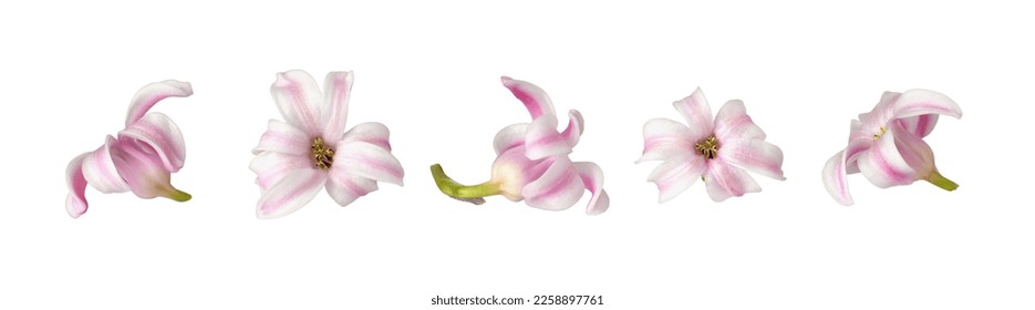 Set of pink and white small hyacinth flowers isolated on white
