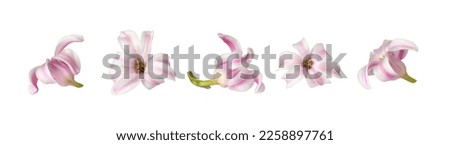 Set of pink and white small hyacinth flowers isolated on white