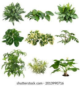 Set of plants isolated on white background. Cutout vegetation for garden design or landscaping. High quality clipping mask for professionnal composition.