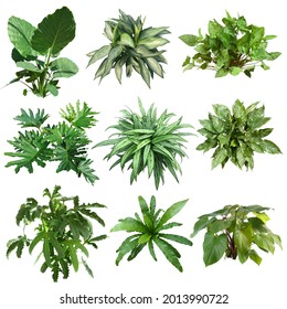 Set of plants isolated on white background. Cutout vegetation for garden design or landscaping. High quality clipping mask for professionnal composition. - Shutterstock ID 2013990722