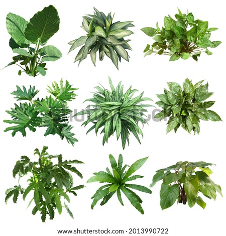 Set of plants isolated on white background. Cutout vegetation for garden design or landscaping. High quality clipping mask for professionnal composition.