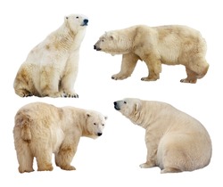 Set Of Polar Bears. Isolated Over White Background