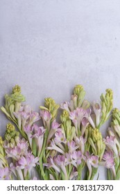 Set of polianthes tuberose and buds  isolated on gray background