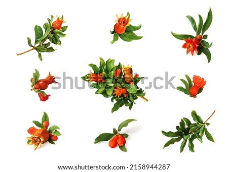 Set of pomegranate branches with flowers, unripe growing fruits and leaves isolated on white background