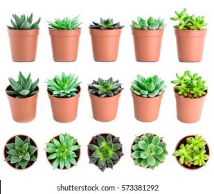 Set of pot plant Echeveria and other succulents in different types isolated on a white background - Powered by Shutterstock