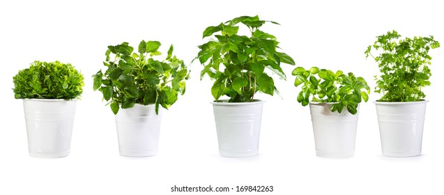 set of potted green plants isolated on white background - Powered by Shutterstock