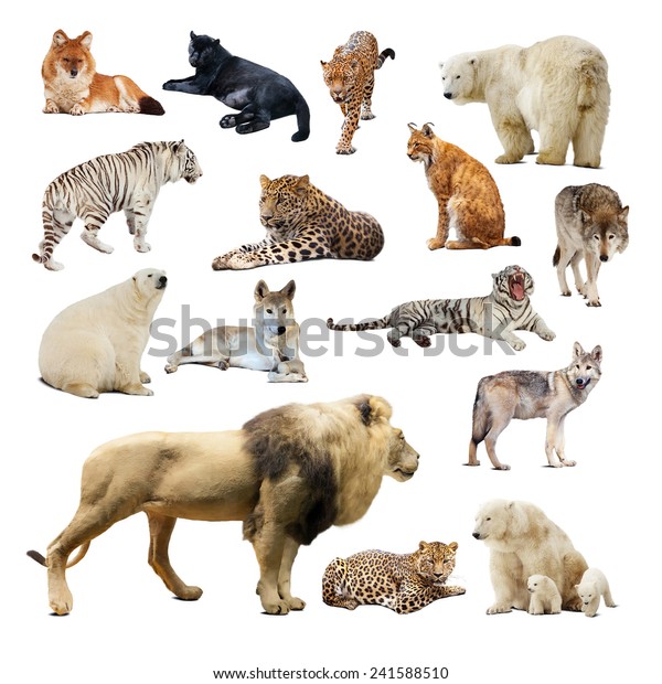 Set Predatory Animals Isolated Over White Stock Photo (Edit Now) 241588510